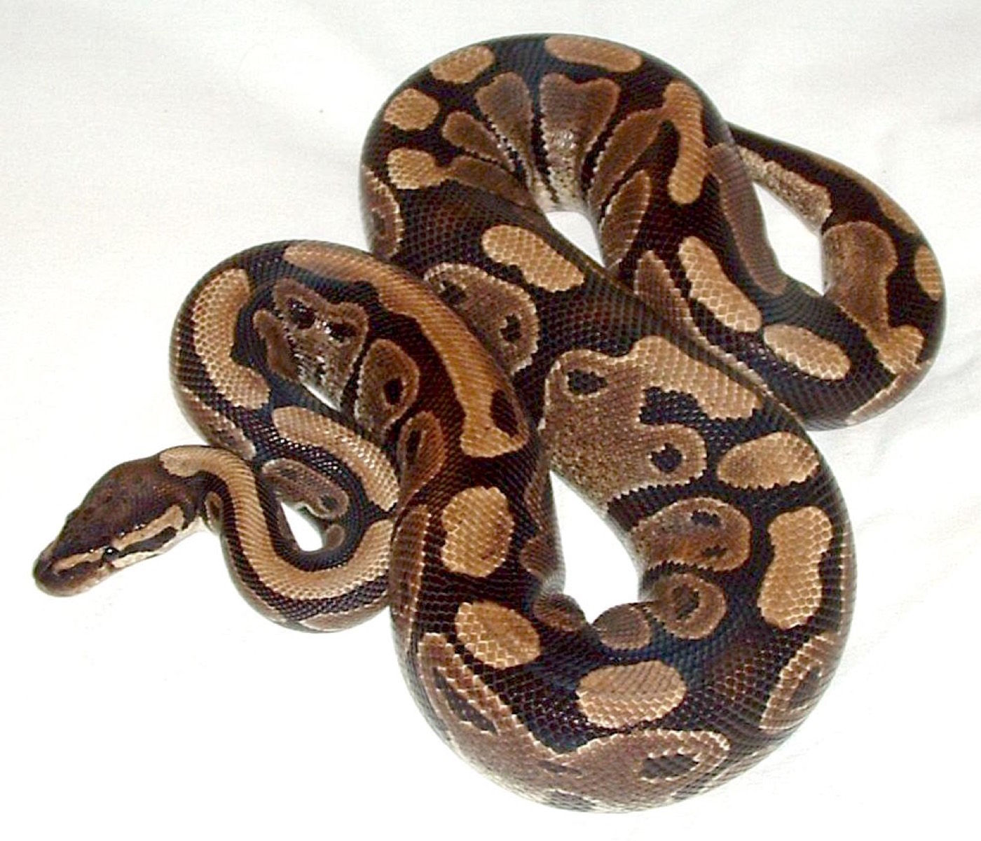 פיתון מתכדר — Python regius