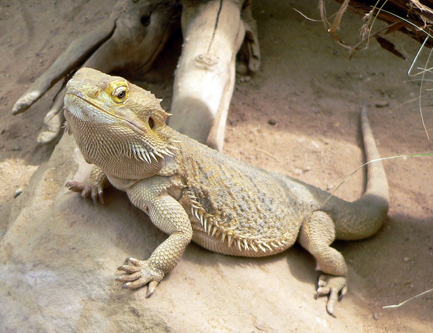 חרדון מזוקן — Pogona vitticeps
