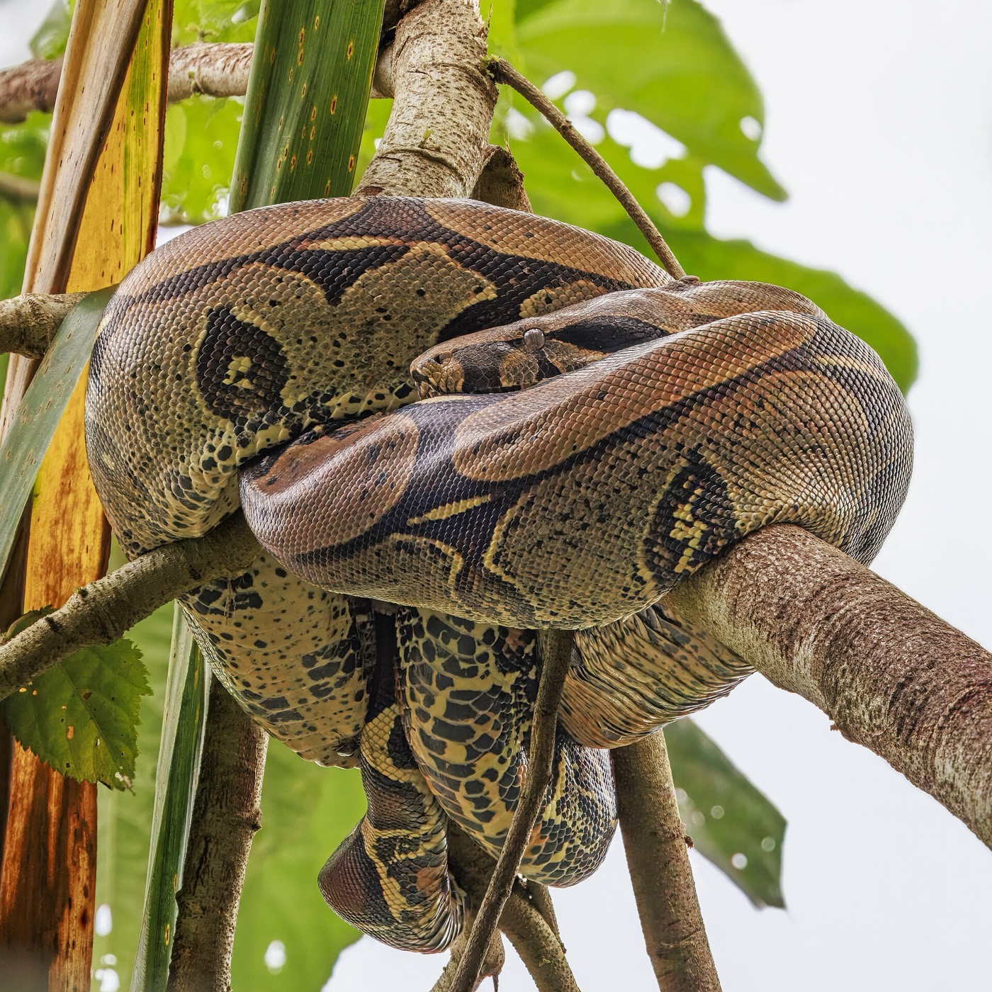 בואה קונסטריקטור אמפרטור — Boa constrictor imperator