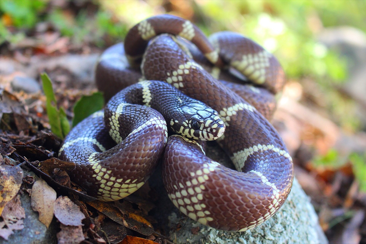 קינג סניק קליפורניה — Lampropeltis californiae