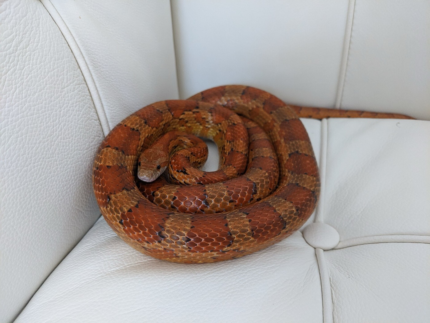 כרכן תירס — Pantherophis guttatus