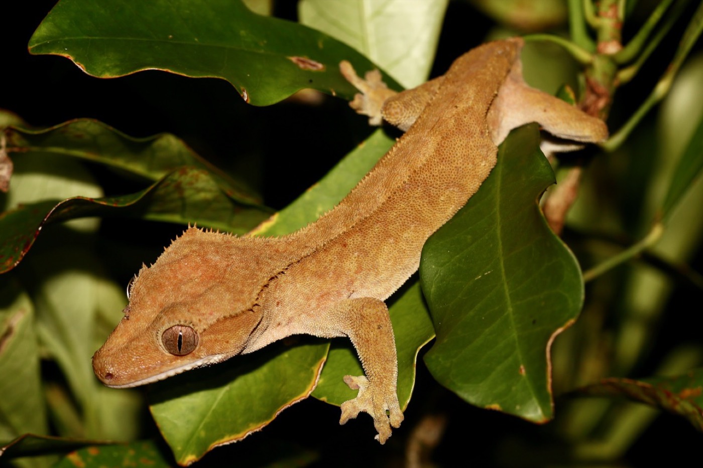 קרסטד גקו — Correlophus ciliatus