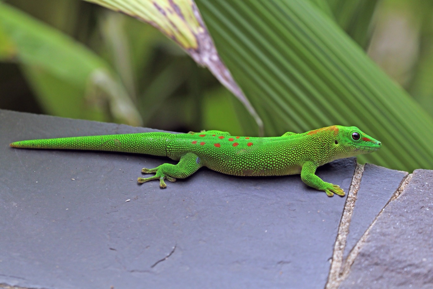 פלסומה גרנדיס — Phelsuma grandis