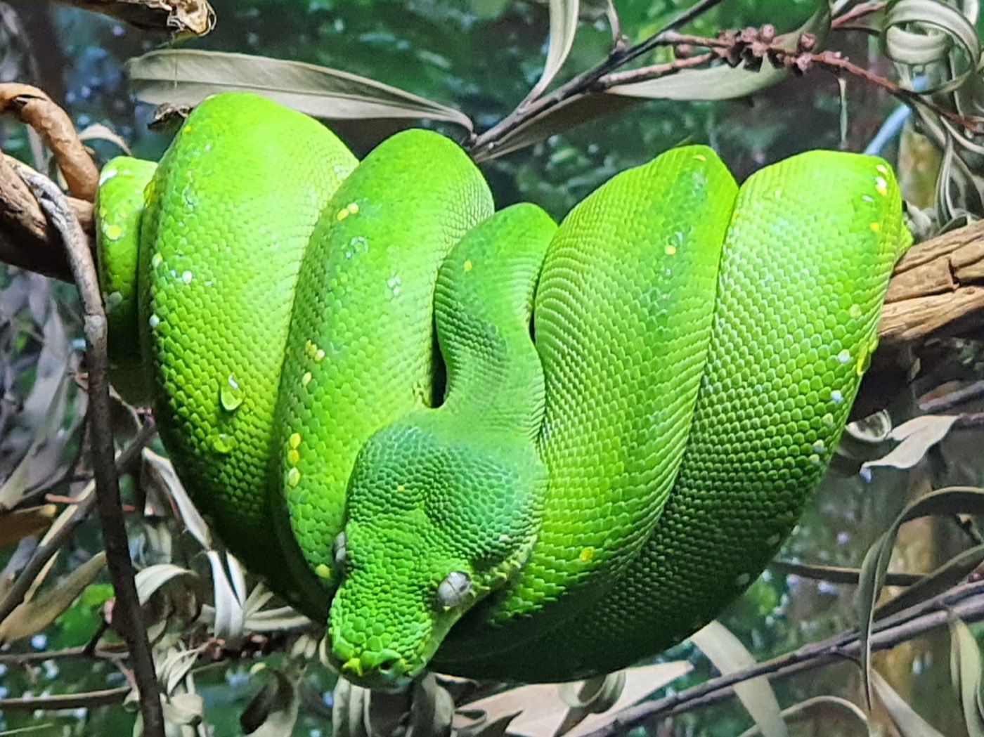 פיתון עצים ירוק — Morelia viridis