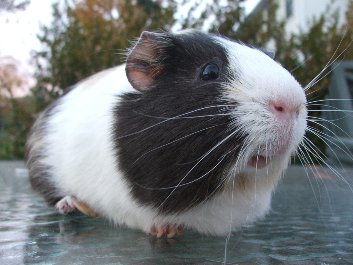שרקן — Cavia porcellus