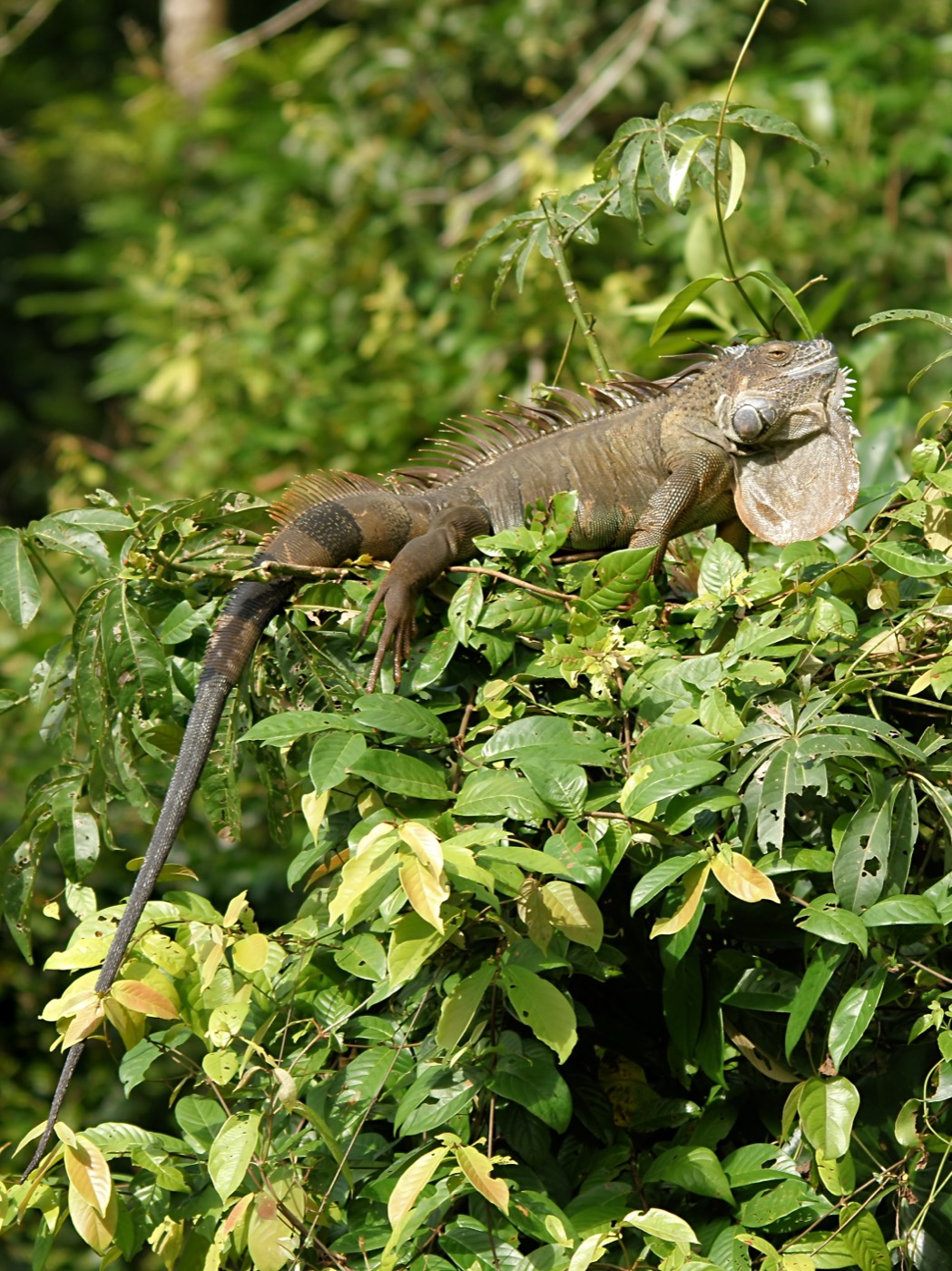 איגוואנה — Iguana iguana