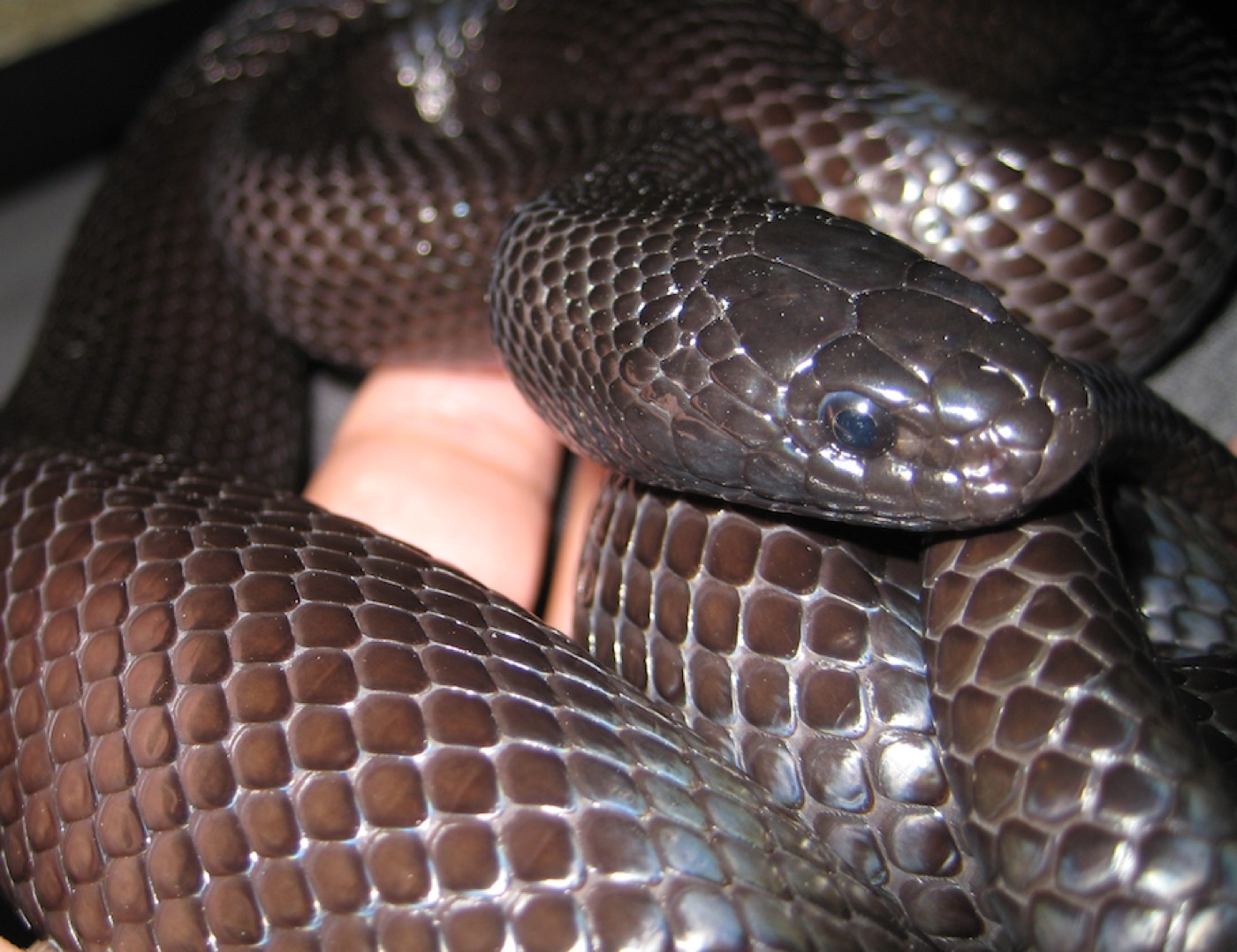 קינג מקסיקני (שחור) — Lampropeltis getula nigrita
