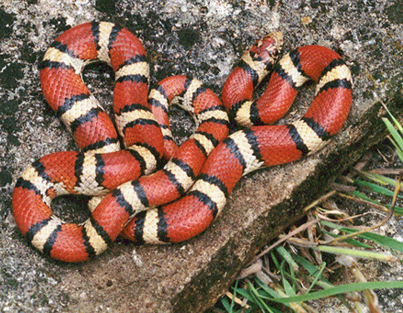 מילק סניק — Lampropeltis triangulum