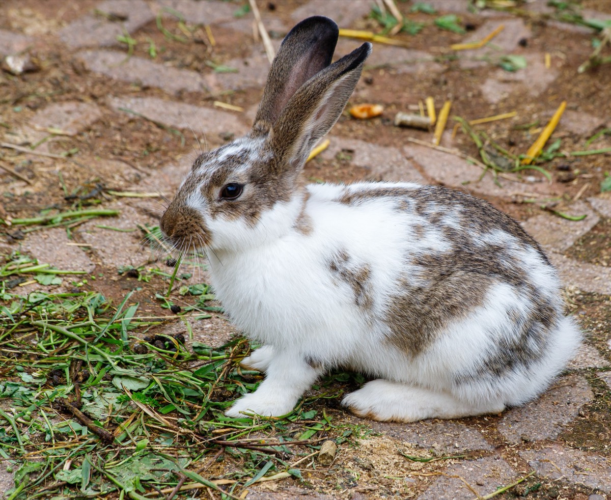 ארנב — Oryctolagus cuniculus
