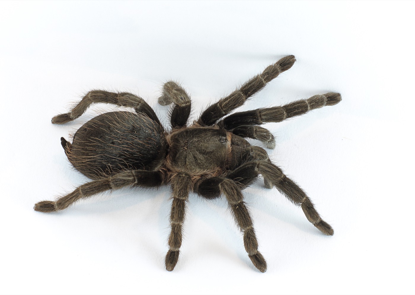 טרנטולות — Theraphosidae